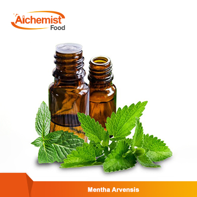 Mentha-Arvensis3
